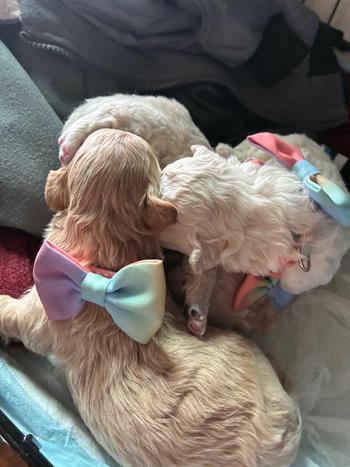 LaGordii, 30  female escort, North Jersey